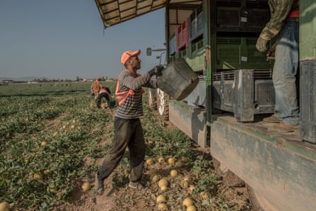 Farm workers harvest melons in Los Alcazares, in the region of El Campo de Cartagena, which borders Mar Menor.