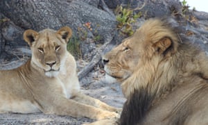 Cecil with a female lion in Zimbabwe