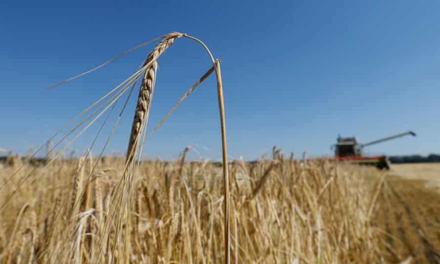 A barley field near Kyiv in 2016. Landsbergis said ‘the worst is yet to come in the next five to seven weeks when the first harvest arrives and there is no place to put it’.
