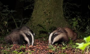 Badgers
