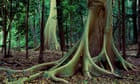 ‘This is monumental’: Australia takes first step to world heritage nomination for parts of Cape York