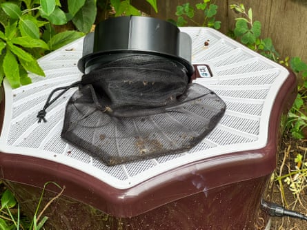 close-up of bugs in mosquito trap outside by plants