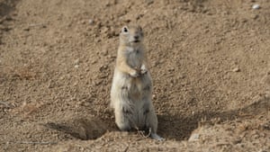 An Asia Minor ground squirrels, also known as Anatolian souslik looks alert as it feeds in the meadow areas in Karaman, Turkey. The ground squirrels, which are among the most common rodent species in the Anatolian steppes, prefer pastures as their habitat because they cannot nest in plowed soil and cannot survive in wooded areas