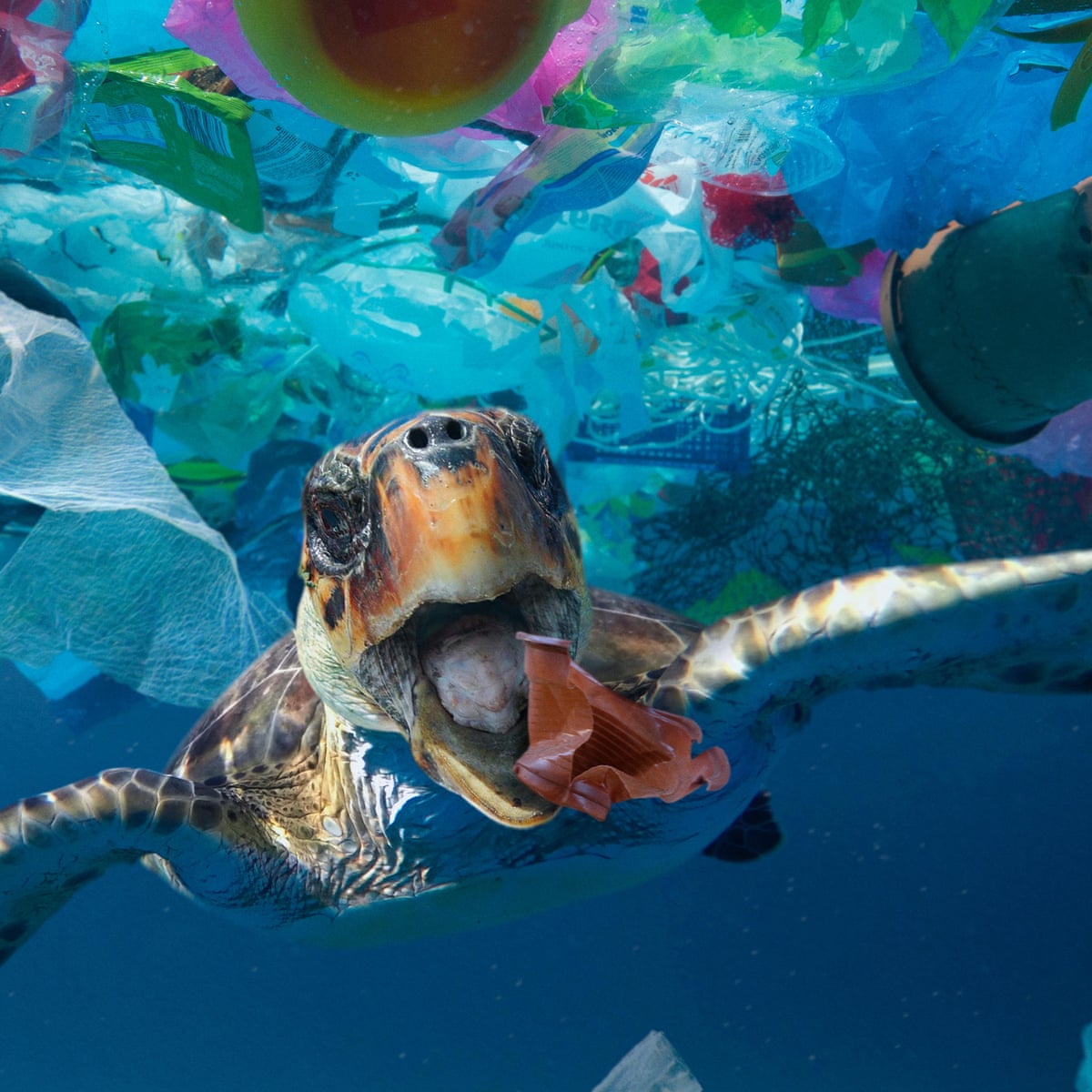 Takeaway food and drink litter dominates ocean plastic, study shows | Plastics | The Guardian