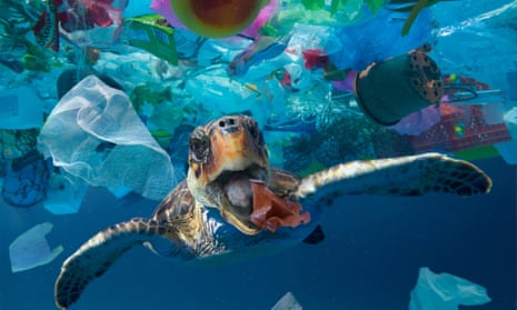 A turtle trying to eat a plastic cup drifting in the middle of a huge rubbish patch floating in the ocean. 