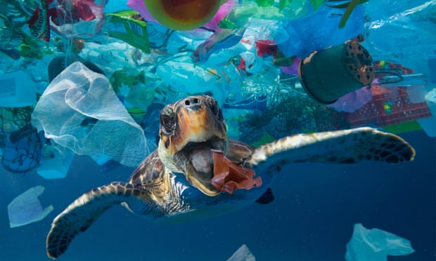 turtle in blue water in patch of plastic garbage
