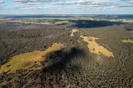 Trees from the air