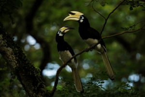 Calaus-arados orientais ficam em uma árvore perto de uma floresta desmatada para dar lugar a um conjunto habitacional público em Cingapura.