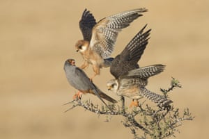 Birds winner : <em>The company of three</em> by Amir Ben-Dov (Israel). <br> Red-footed falcons are social birds, migrating in large flocks from central and eastern Europe to southern and southwestern Africa. Six days watching these three revealed a subtle interaction: one female nudged the male with her talon as she flew up to make space on the branch for the other female. Exactly what the relationship was between the three birds remains a mystery.