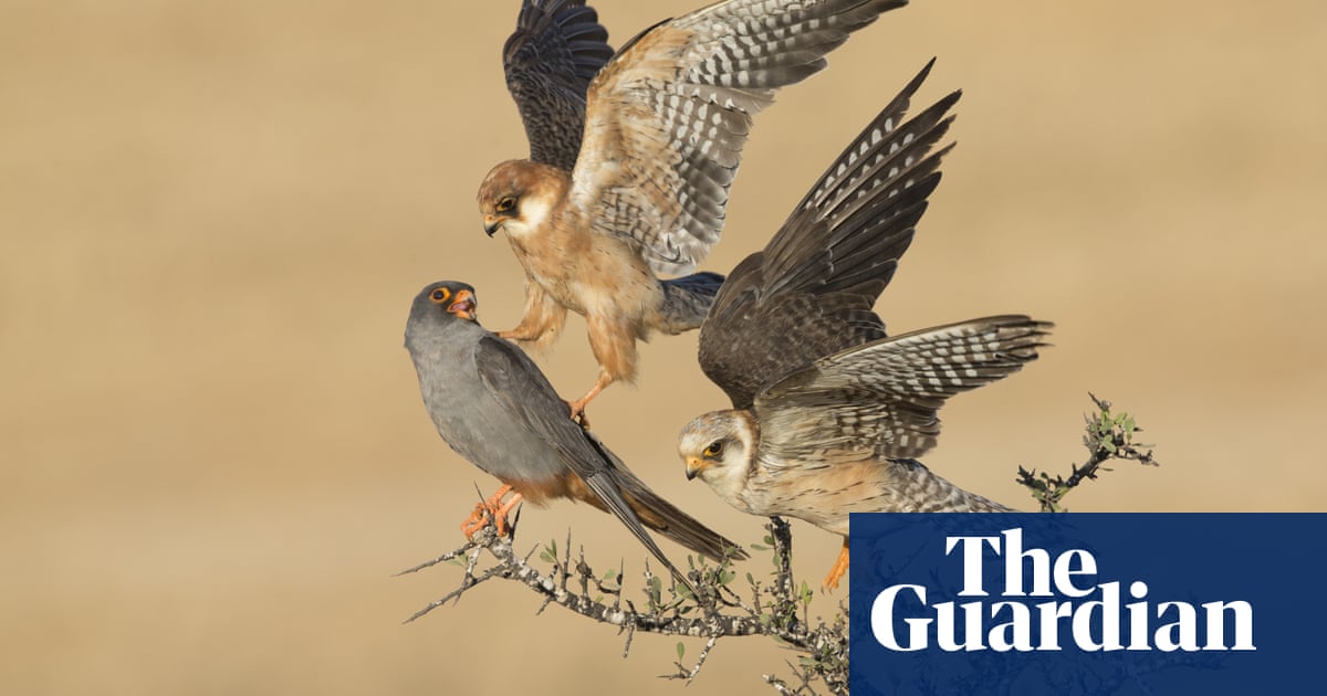 Wildlife photographer of the year 2015 winners - in pictures