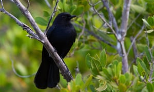 A black catbird. The black catbird’s song was worked on by Belizean group the Garifuna Collective, led by another keen birder-cum-musician, Al Ovando.