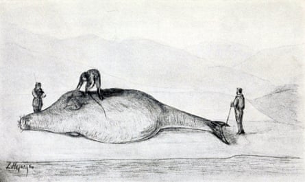 A black and white drawing of three people butchering a dead Steller’s sea cow on a beach
