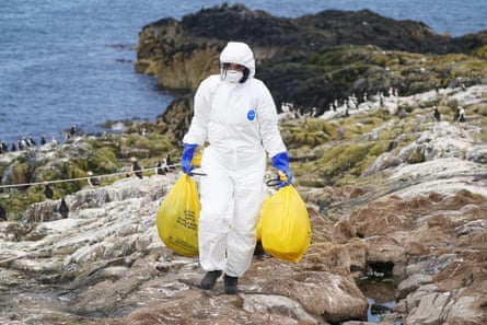 A National Trust employee clears dead birds killed by bird flu on an island off the coast of Northumberland.