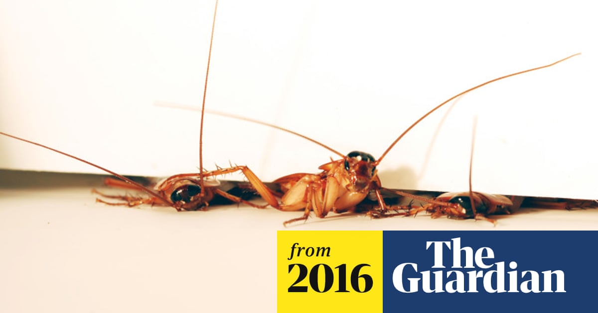 Cockroaches invade Salford's MediaCity as BBC Studios boss quits ...