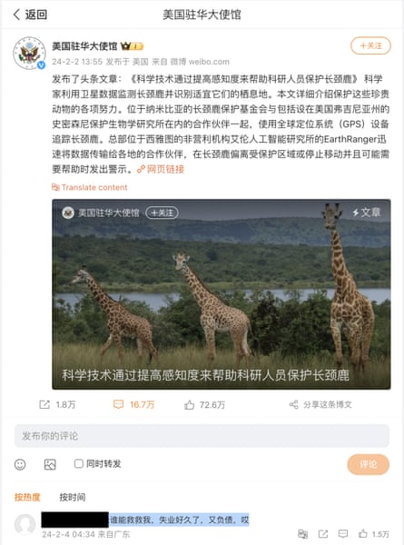 Weibo post Chinese with picture of three giraffes