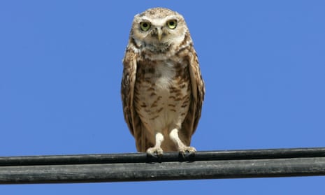Grassland birds, such as the burrowing owl, were hit especially hard.
