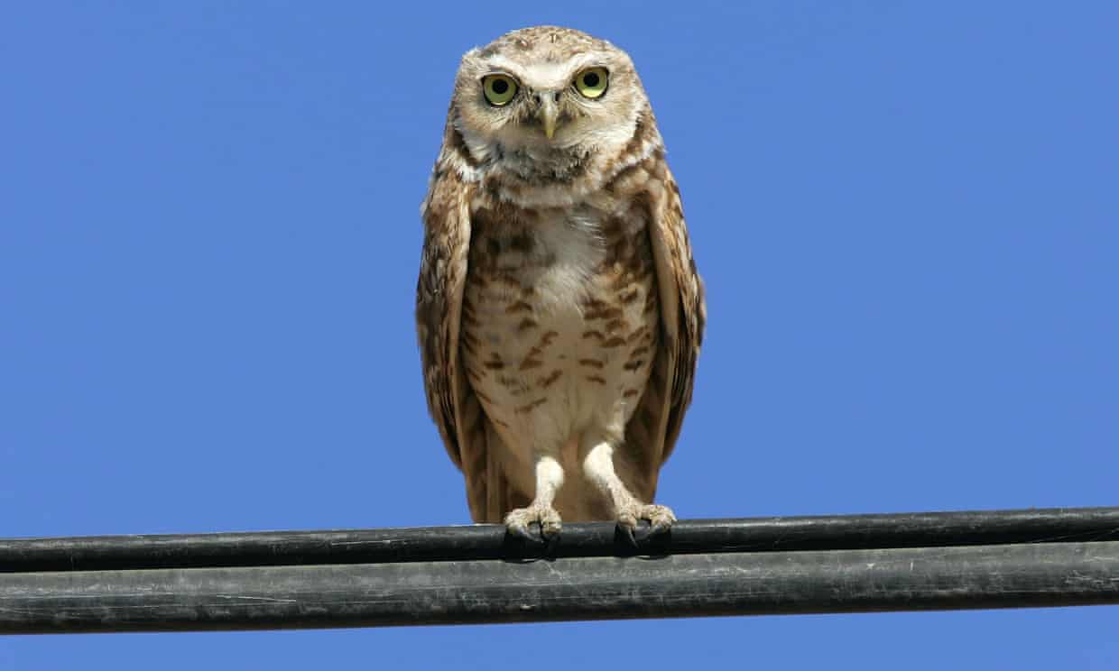 Humans kill off 1 in 4 birds in the US and Canada Humans kill off 1 in 4 birds in the US and Canada