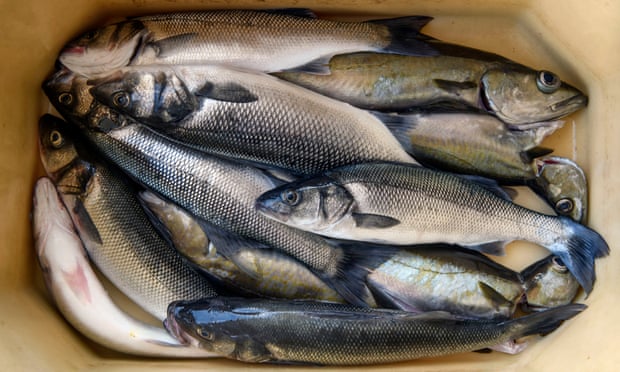 silver fish box