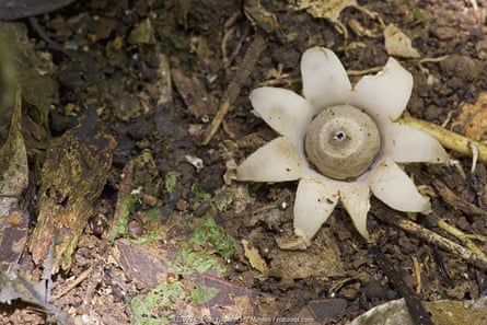 A grey puffball-like mushroom with "petals" open around a sphere with a hole in it