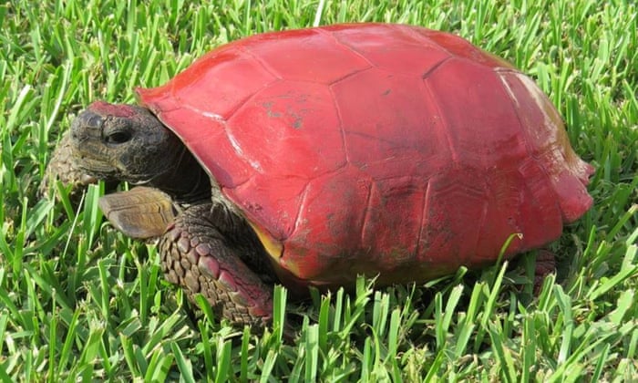 Turtle Shell Underneath