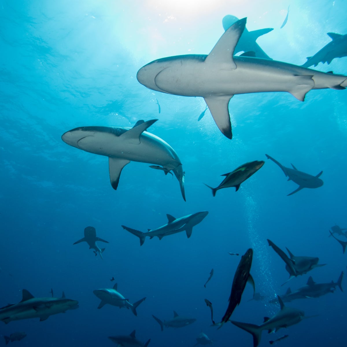 Below the surface: reports of rising shark attacks don’t tell the