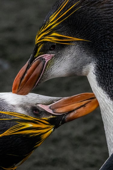 Two penguins kiss