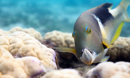 An orange-dotted tuskfish holds a clam in its formidable jaws on the Great Barrier Reef, Australia.