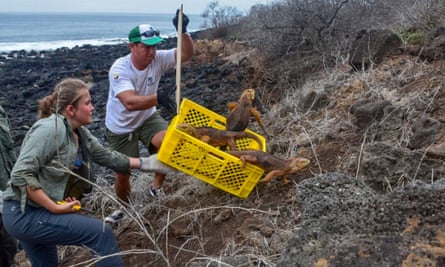 Some of the 1,436 iguanas introduced to Santiago island in the Galapagos Islands on Monday.