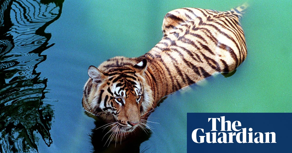 Poacher Suspected Of Killing 70 Bengal Tigers Captured After 20 Year Pursuit Endangered Species The Guardian