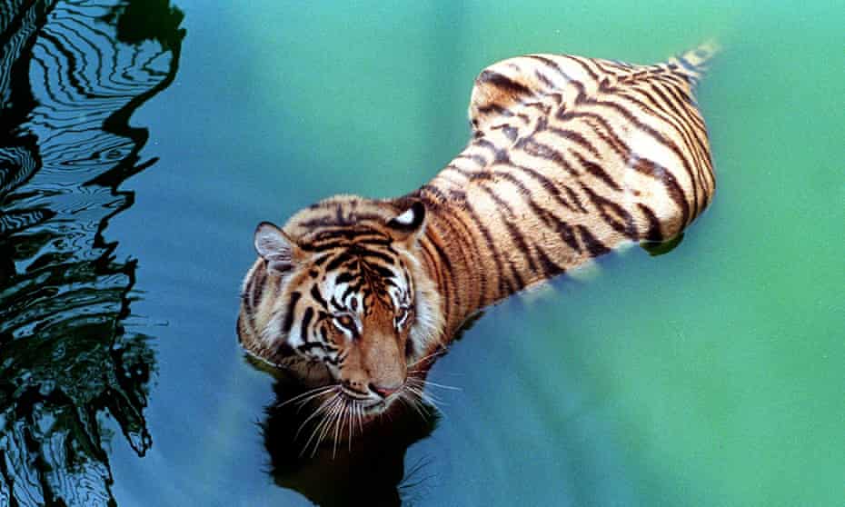 A Bengal tiger