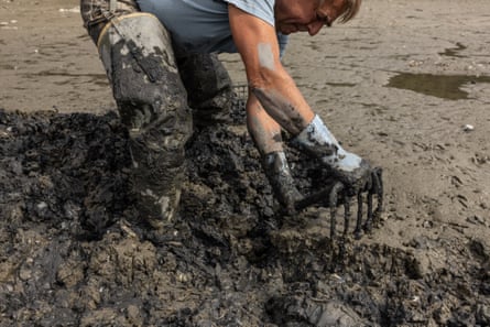 A man with a fork looks for a clam in the mud