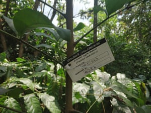 A tree is labelled in Wayanad, Kerala. All trees that have matured are photographed and logged on a monitoring system.