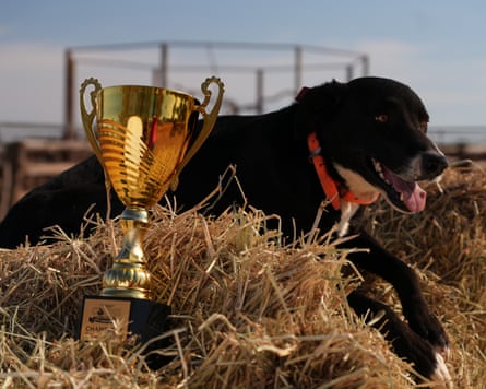 Border collie Duke at his owner Beck Smith’s farm near Stonehenge, Queensland