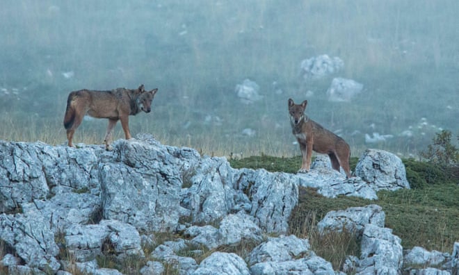 In the hills of Italy, wolves returned from the brink. Then the poisonings began In the hills of Italy, wolves returned from the brink. Then the poisonings began