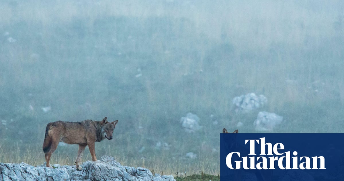 Eighteen wolves found dead in Italian national park in suspected poisoning