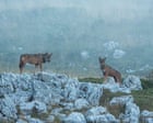 Dezoito lobos encontrados mortos em parque nacional italiano