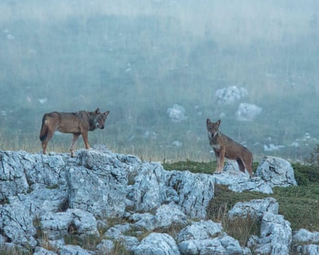 Eighteen wolves found dead in Italian national park in suspected poisoning Eighteen wolves found dead in Italian national park in suspected poisoning