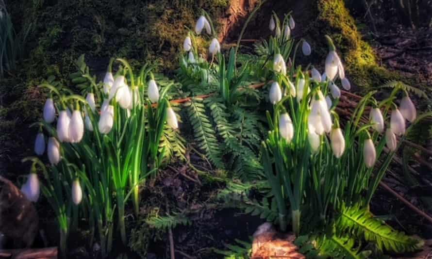 Snowdrops in Castlemilk park, Glasgow, taken on 17 February 2021.