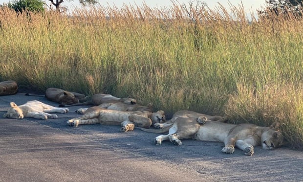 lions lying on a road
