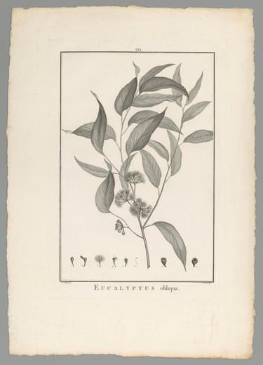 A black and white print of eucalyptus leaves