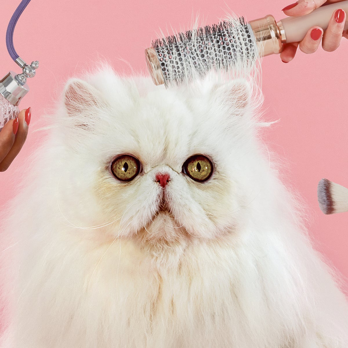 I Gave A Blueberry Facial To A Vegan Dog Inside The Pet