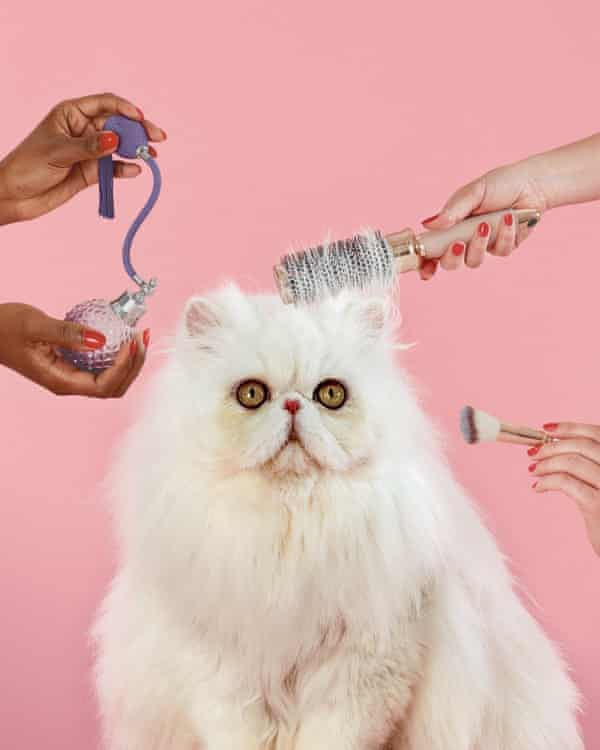 I Gave A Blueberry Facial To A Vegan Dog Inside The Pet