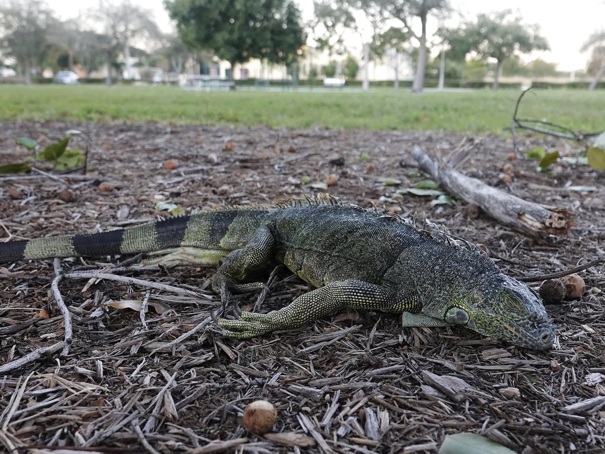 Florida S Iguana Geddon Cull Of A Pesky Interloper Or Tasty Windfall Florida The Guardian