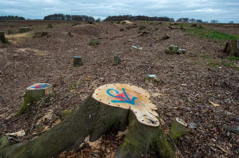 HS2 tree destruction, Aylesbury Vale, Buckinghamshire, UK