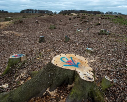 HS2 have destroyed part of the woodland at the earthwork known as Grim's Ditch which is a Scheduled Ancient Monument. Badgers were living in the woodland but have been evicted by HS2 and their setts have been wired over by HS2 and filled in. HS2 have put plugs of poison into the tree stumps to kill them and the area once thriving with wildlife, now resembles a war zone. The construction of the highly controversial and over budget High Speed Rail from London to Birmingham puts 108 ancient woodlands, 33 SSSIs and 693 wildlife sites at risk
