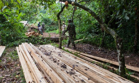 Patrolling guards investigate illegal logging in the western Congo basin.