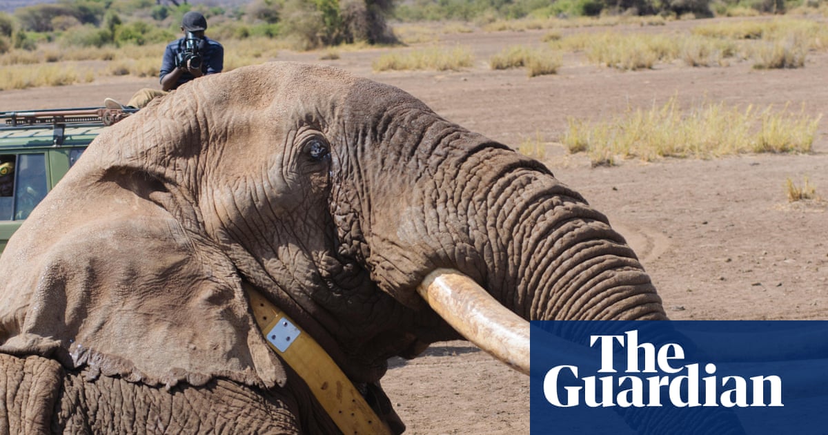 The day we collared Tim, the great tusker | Endangered species ...