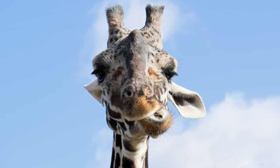 Giraffe