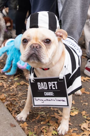 A dog dressed as a convict, wearing a sign that reads: BAD PET. Charge: Farting without a licence."
