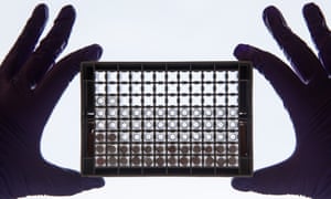 Body cells in a plate for laboratory drug testing